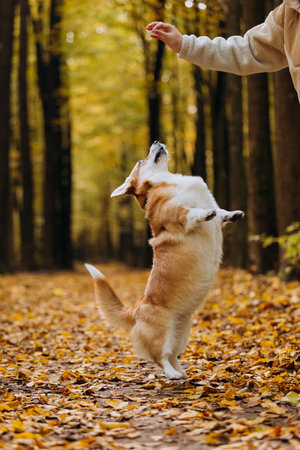Woman training welsh corgi pembroke in autumn forest, giving treat during walk among golden leavesの写真素材