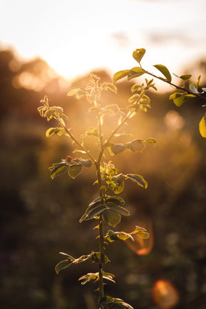 Backlit stem at golden hour with sun flare in summer meadowの写真素材