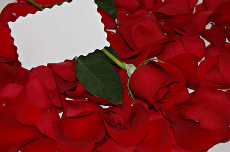 Red roses and a note cardの写真素材