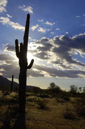Saguaro cactusの写真素材