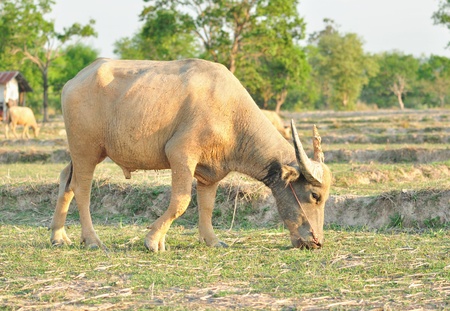 water buffalo