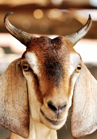 close up goat faceの写真素材