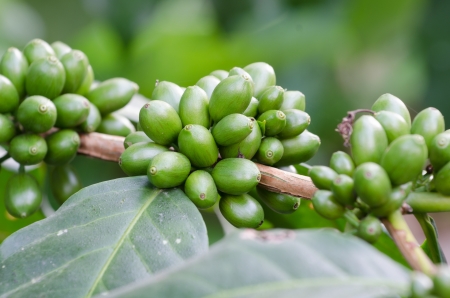 Coffee Beans on the Branchの写真素材