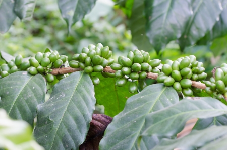 Coffee Beans on the Branchの写真素材