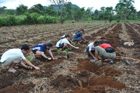SALAVAN,LAO P D R - JULY 15 ; Unidentified visitors are planting new coffee trees at vangyawn village,july 15,2010,Salavan, Lao p d r のeditorial素材