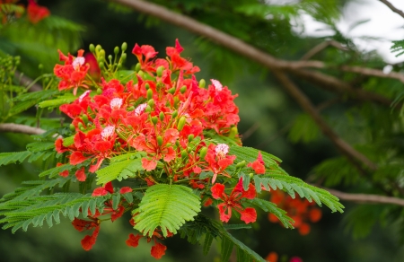 Splendid Gulmohar flowersの写真素材