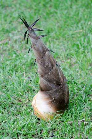 Bamboo shoot,green background の写真素材