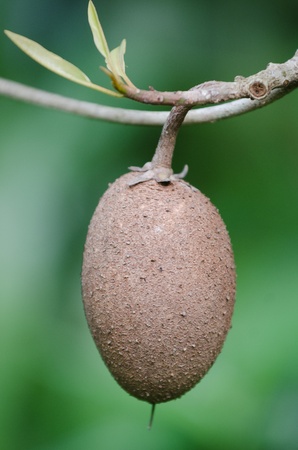 Sapodilla fruit on the tree の写真素材