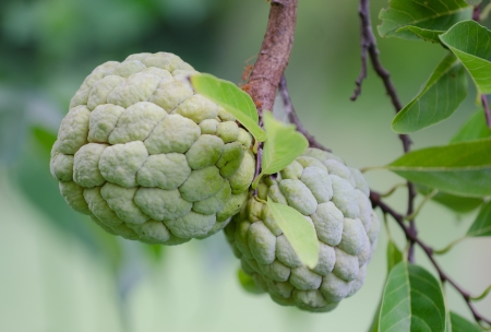 Custard apple fruit,Annona squamosaの写真素材