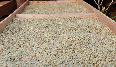 drying coffee beans in the sun 