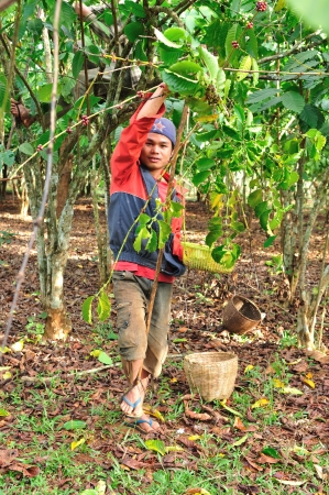 SALAVAN,LAO P D R - MARCH 2 ; Unidentified coffee farmer is harvesting coffee berries in his coffee farm at vangyawn village,March 2,2013,Lao Ngam,Salavan, Lao p d rのeditorial素材