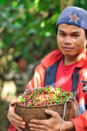 SALAVAN,LAO P D R - MARCH 2 ; Unidentified coffee farmer is showing his coffee berries in basket at vangyawn village,March 2,2013,Lao Ngam,Salavan, Lao p d rのeditorial素材