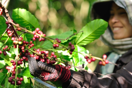SALAVAN,LAO P D R - MARCH 2 ; Unidentified coffee farmer is harvesting coffee berries in his coffee farm at vangyawn village,March 2,2013,Lao Ngam,Salavan, Lao p d rのeditorial素材