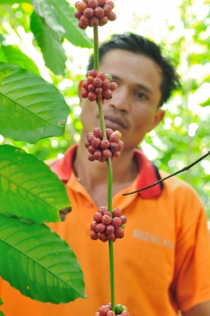 SALAVAN,LAO P D R - MARCH 2 ; Unidentified coffee farmer looks at coffee berries in his coffee farm at vangyawn village,March 2,2013,Lao Ngam,Salavan, Lao p d rのeditorial素材
