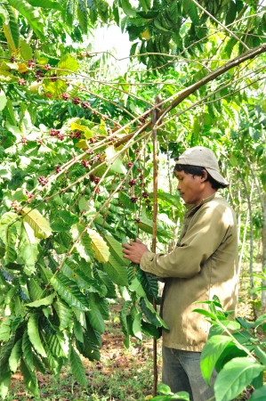 SALAVAN,LAO P D R - MARCH 2 ; Unidentified coffee farmer is harvesting coffee berries in his coffee farm at vangyawn village,March 2,2013,Lao Ngam,Salavan, Lao p d rのeditorial素材