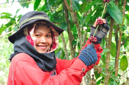 SALAVAN,LAO P D R - MARCH 2 ; Unidentified coffee farmer looks and smiles to camera in her coffee farm at vangyawn village,March 2,2013,Lao Ngam,Salavan, Lao p d rのeditorial素材