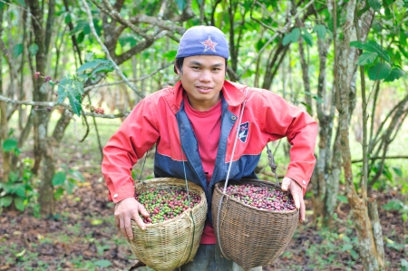 SALAVAN,LAO P D R - MARCH 2 ; Unidentified coffee farmer is showing his coffee berries in baskets at vangyawn village,March 2,2013,Lao Ngam,Salavan, Lao p d rのeditorial素材