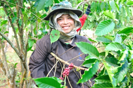 SALAVAN,LAO P D R - MARCH 2 ; Unidentified coffee farmer looks and smiles to camera in her coffee farm at vangyawn village,March 2,2013,Lao Ngam,Salavan, Lao p d rのeditorial素材