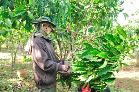 SALAVAN,LAO P D R - MARCH 2 ; Unidentified coffee farmer looks and smiles to camera in her coffee farm at vangyawn village,March 2,2013,Lao Ngam,Salavan, Lao p d rのeditorial素材