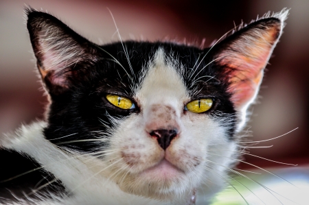 Head of cat,with alert look の写真素材