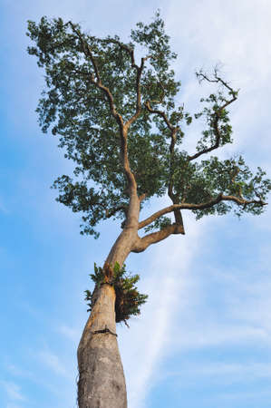 Tree and blue sky background  の写真素材