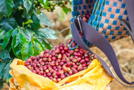 Arabica coffee berries being poured from the basket の写真素材