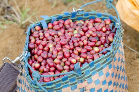 Arabica coffee berries in basket  の写真素材