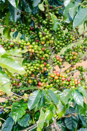 Arabica coffee tree with  berries on farm  の写真素材