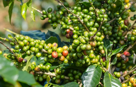Arabica coffee tree with berries on farm の写真素材