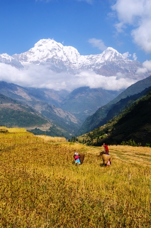Havesting millet in Nepal の写真素材