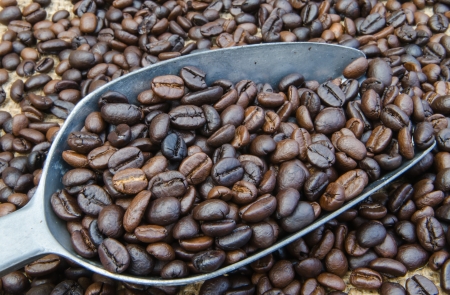 Coffee beans in a scoop の写真素材