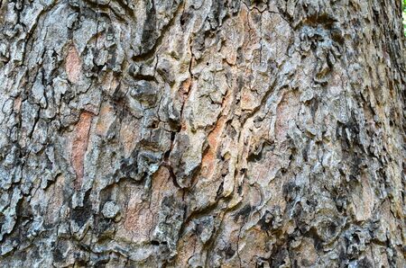 Texture of tree bark の写真素材