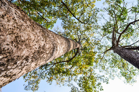 Big tree from bottom upの写真素材