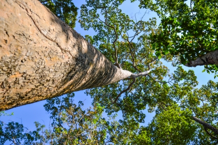 Big tree from bottom upの写真素材