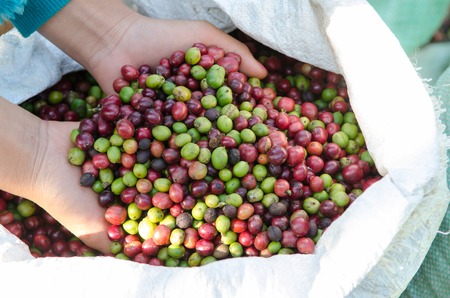coffee berries on agriculturist hands の写真素材