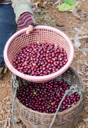 coffee berries  in basketの写真素材