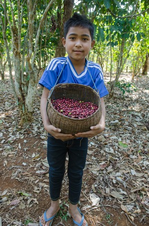 SALAVAN,LAO P D R - JANUARY 25 ; Unidentified lavan ethnic boy is smiling for photo with coffee berries in basket at vangyawn village,January 25,2014,Lao Ngam,Salavan, Lao p d rのeditorial素材