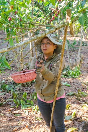 SALAVAN,LAO P D R - JANUARY 25 ; Unidentified coffee farmer is harvesting coffee berries in her coffee farm at vangyawn village,January 25,2014,Lao Ngam,Salavan, Lao p d rのeditorial素材