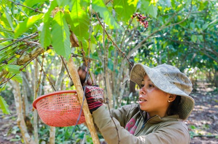 SALAVAN,LAO P D R - JANUARY 25 ; Unidentified coffee farmer is harvesting coffee berries in her coffee farm at vangyawn village,January 25,2014,Lao Ngam,Salavan, Lao p d rのeditorial素材