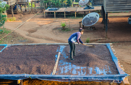 SALAVAN,LAO P D R - JANUARY 25 ; Unidentified coffee farmerwith harrow is drying coffee berries in her coffee farm at vangyawn village,January 25,2014,Lao Ngam,Salavan, Lao p d rのeditorial素材