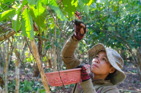 SALAVAN,LAO P D R - JANUARY 25 ; Unidentified coffee farmer is harvesting coffee berries in her coffee farm at vangyawn village,January 25,2014,Lao Ngam,Salavan, Lao p d rのeditorial素材