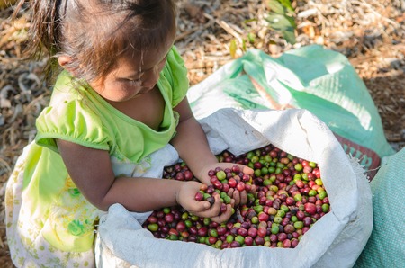 SALAVAN,LAO P D R - JANUARY 25 ; Unidentified lavan ethnic girl  with coffee berries in her hands at vangyawn village,January 25,2014,Lao Ngam,Salavan, Lao p d rのeditorial素材