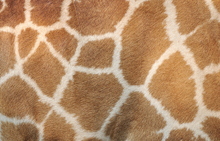 Genuine leather skin of Giraffe の写真素材
