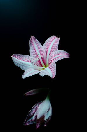 Amaryllis  Hipperastrum  flower on black backgroundの写真素材
