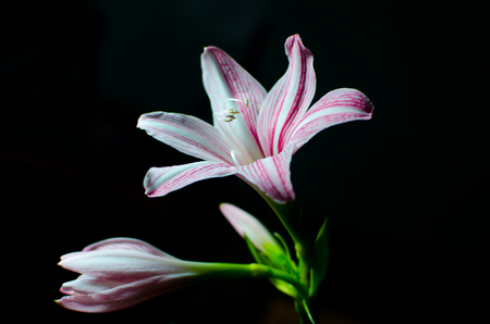 Amaryllis  Hipperastrum  flower on black backgroundの写真素材