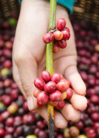 coffee berries on agriculturist handsの写真素材
