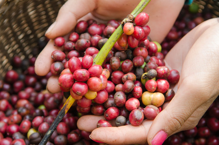 coffee berries on agriculturist handsの写真素材
