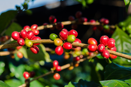 red coffee berries on treeの写真素材