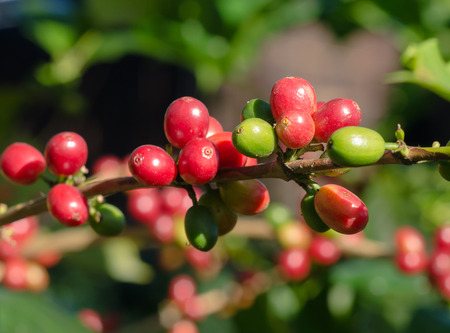 red coffee berries on treeの写真素材