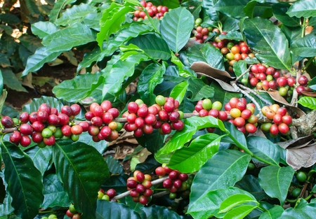 red coffee berries on treeの写真素材